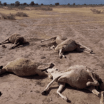 ببن جرير…انطلاقة النسخة الثالثة لمهرجان الضحك +صور