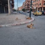 بعد خسارته بهدفين لصفر…المنتخب الوطني يغادر منافسات كأس افريقيا للأمم