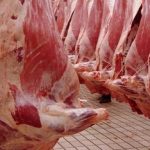 قبل الندوة الصحفية للركراكي اليوم الثلاثاء: المنتخب الوطني يواصل استعداداته لمواجهة فريق تنزانيا