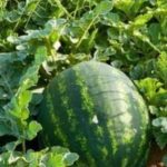 شوراق والي جهة مراكش يترأس اجتماع اللجنة الجهوية لتتبع البرنامج الوطني للتزود بالماء