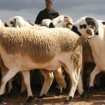 الوالي شوراق يترأس اجتماعا لتدراس برنامج الدور المهددة بالانهيار بالمدينة العتيقة