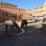 الناخب الوطني وليد الركراكي يستأنف زيارته لتركيا للقاء باللاعب الدولي المغربي حكيم زياش