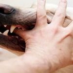 بيان استنكاري بخصوص انتشار المرضى العقليين والكلاب الضالة والمهاجرين السريين بمدينة شيشاوة