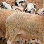 وليد الركراكي يكشف عن لائحة المنتخب الوطني لمواجهتي تونس والبنين الوديتين