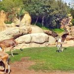 بوينيان عامل الرحامنة يدشن ويعطي انطلاقة مشاريع تنموية ببوشان