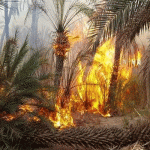 بمناسبة عيد الأضحى.. المكتب الوطني للسكك الحديدية يضع برنامجا خاصا