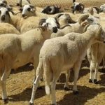 التنسيق النقابي يثمن مخرجات الحوار مع وزير التعليم العالي حول النظام الأساسي الجديد