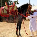 بالفيديو…عروض التبوريدة النسوية تلهب فعاليات موسم مولاي عبد الله امغار