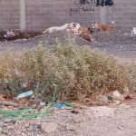 منتجون وفلاحون باقليم قلعة السراغنة: منتوج الزيتون للموسم الفلاحي الحالي مطمئن ومفرح ويحتاج إلى دورة سقوية