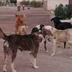 النقابة الوطنية للصحافة المغربية تشدد على ضرورة إطلاق خطوات مدعمة للنهوض بالإعلام العمومي الوطني، ودعم المقاولات الصغرى والمتوسطة