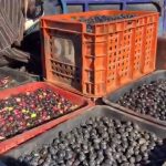 السنغال تفوز على مصر بهدف لصفر وتتأهل لنهائي كأس أمم إفريقيا