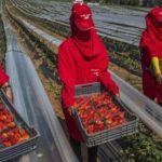 الركراكي قبل مواجهة تنزانيا يؤكد:”لا خيار أمامنا إذا أردنا مواصلة المشوار سوى الفوز”