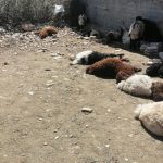 حموشي يشرف على تسليم الأوسمة الملكية السامية التي تفضل صاحب الجلالة بالإنعام بها على أطر وموظفي المديرية العامة لمراقبة التراب الوطني