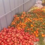 مديرية التعليم بالحوز تخلد اليوم الوطني للسلامة الطرقية