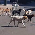 المدون ادريس زياد يكتب:رصاص الكلام