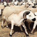 المديرية العامة للأمن الوطني تنظم الدورة السابعة لأيام الأبواب المفتوحة بالرباط