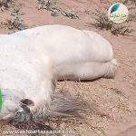 بعد تزكية الحداش مرشحا للحزب المغربي الحر: 10 هيئات سياسية تعلن اسماء وكلاء لوائحها بشكل رسمي للانتخابات البرلمانية باقليم قلعة السراغنة