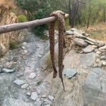 التونسي نصر الدين نابي مدرب الرجاء البيضاوي يشرف على استئناف تحضيرات الفريق بمدينة أكادير